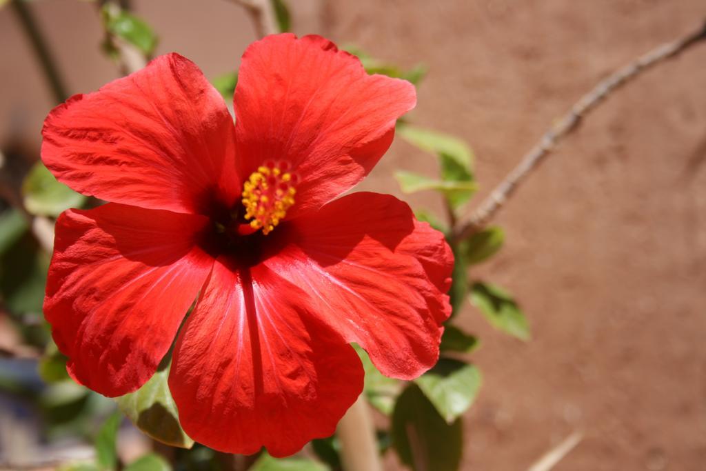 Riad Dar Bergui Ouarzazate Ngoại thất bức ảnh